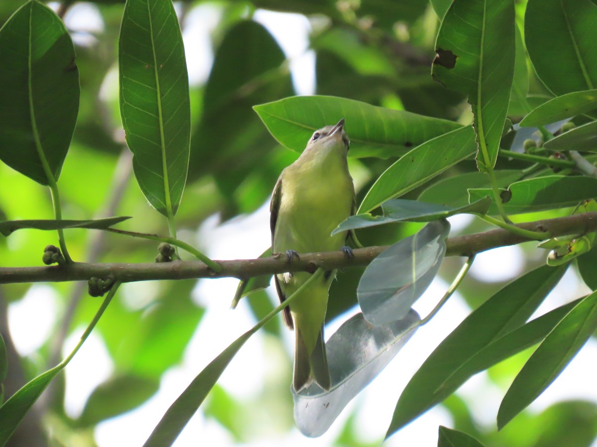 Vireo de Filadelfia - ML643498511