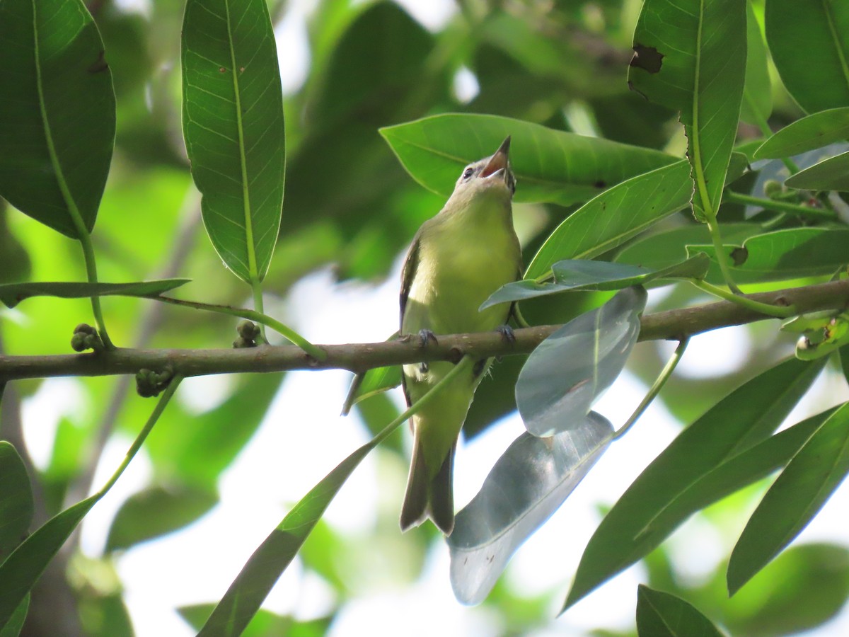 Vireo de Filadelfia - ML643498516