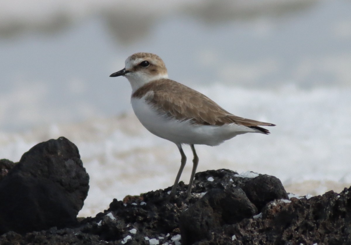 Kentish Plover - ML643498524