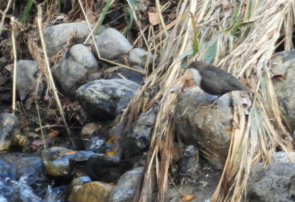 White-throated Dipper - ML643498533