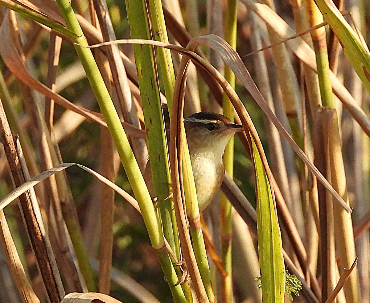 Marsh Wren - ML643498534