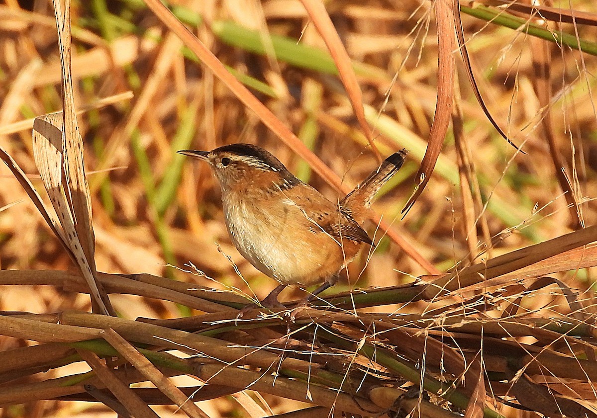 Marsh Wren - ML643498541