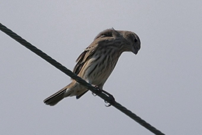 House Finch - ML643498545