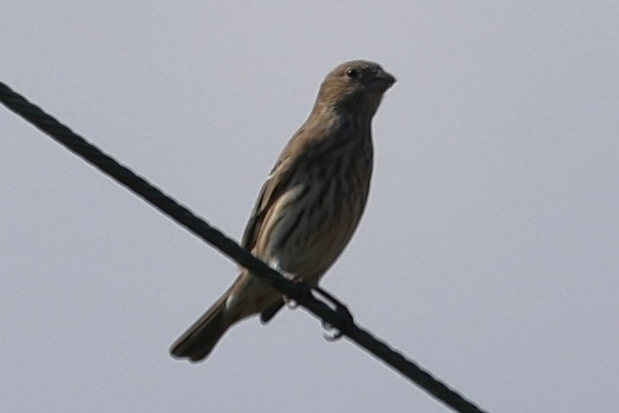 House Finch - ML643498546