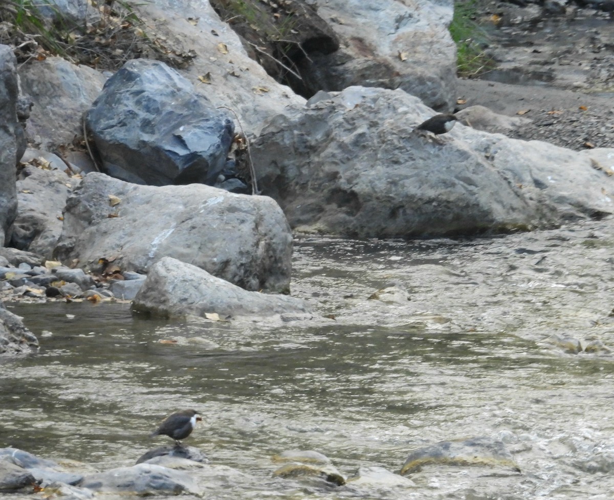 White-throated Dipper - ML643498547