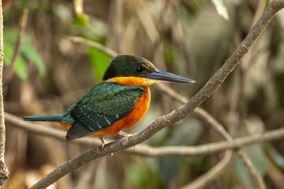 Green-and-rufous Kingfisher - ML643498550