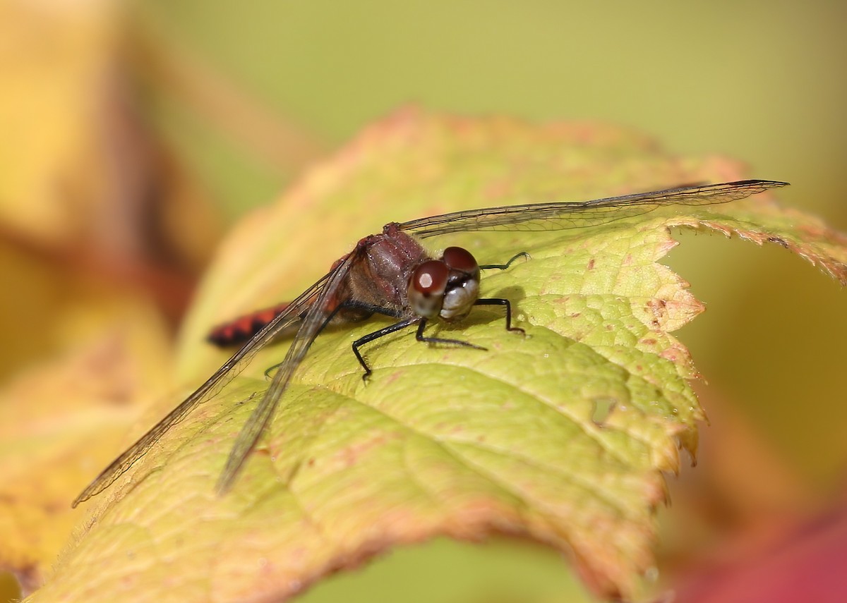 Animals - ML643498553