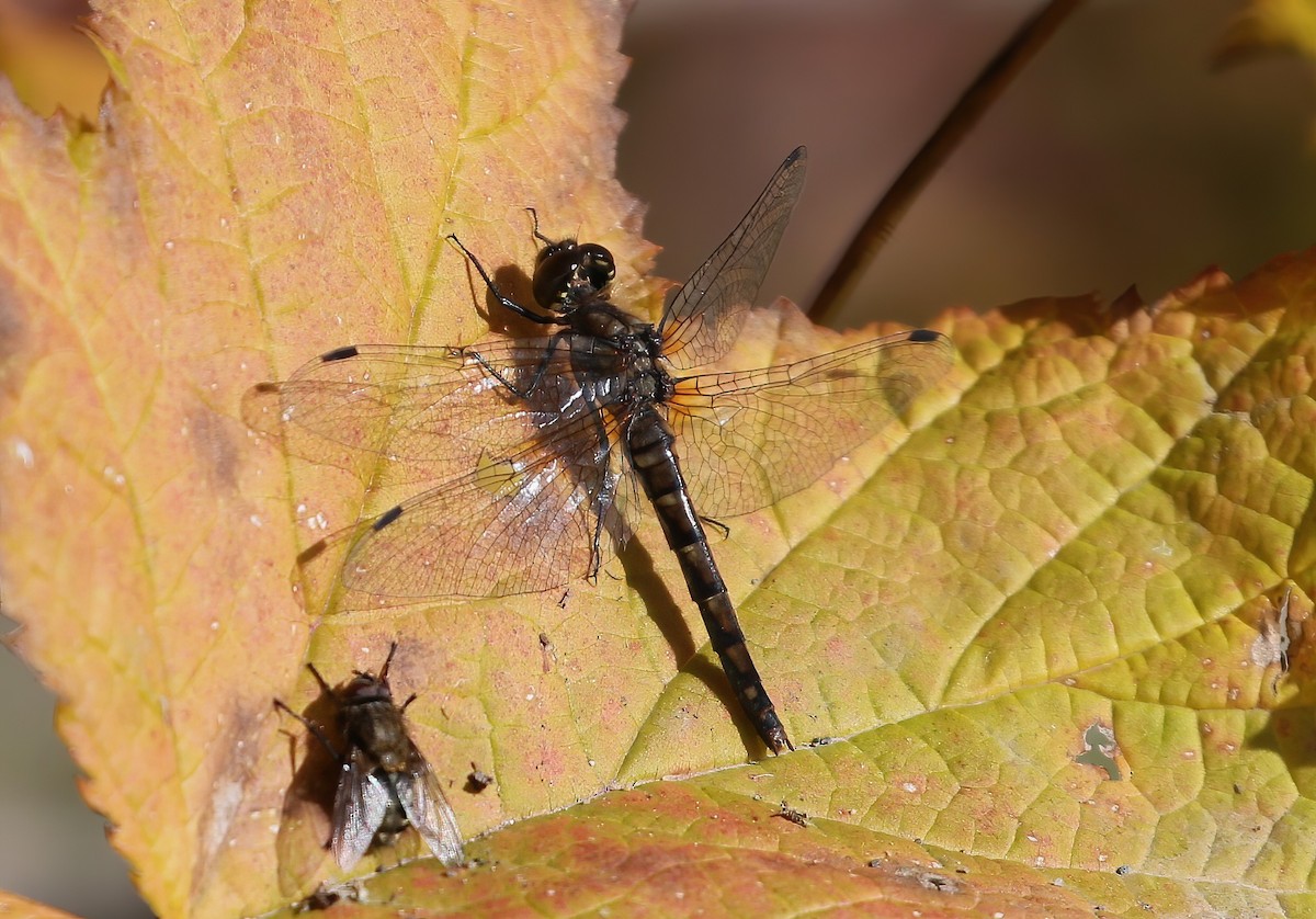 Animals - ML643498554