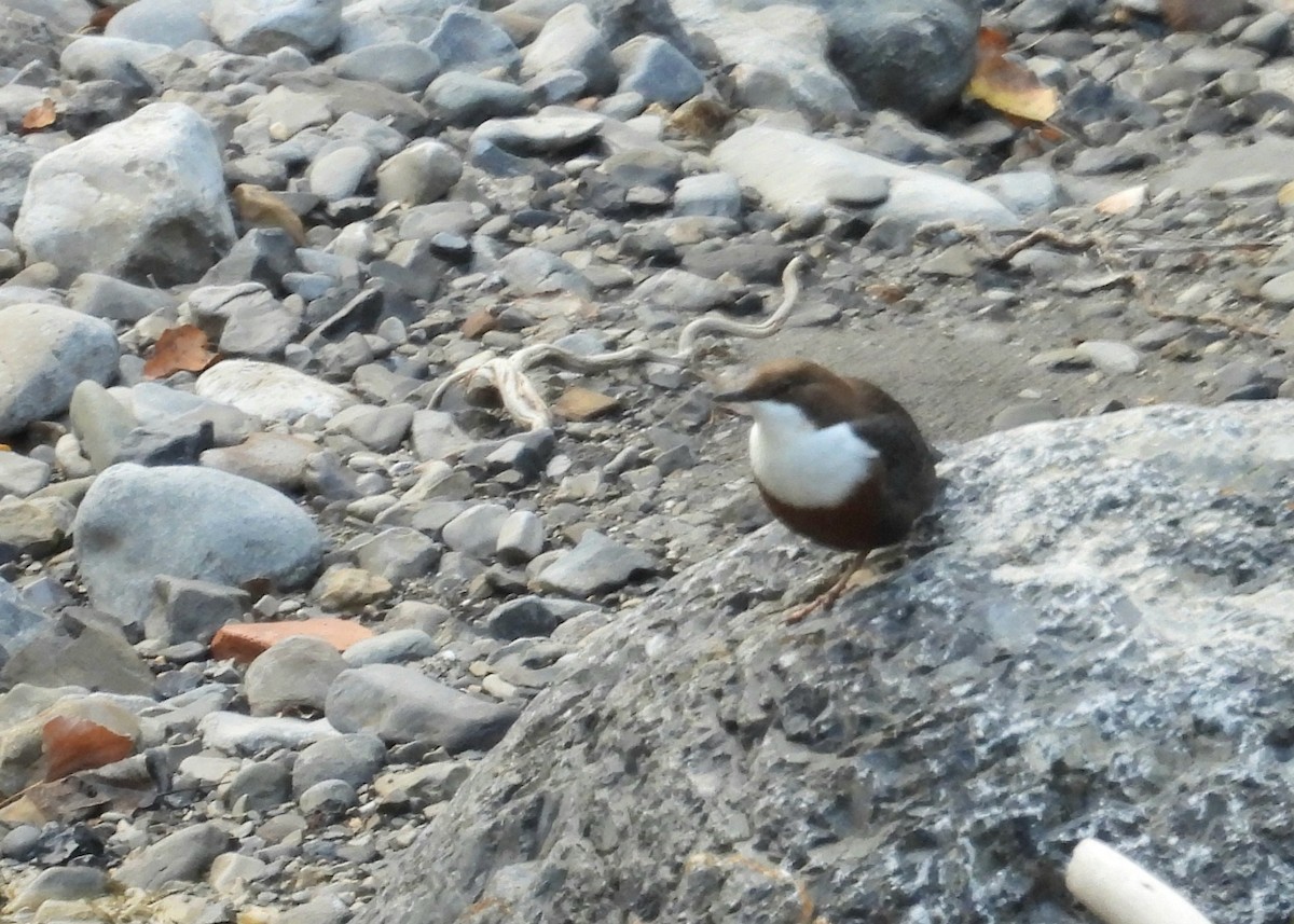 White-throated Dipper - ML643498563