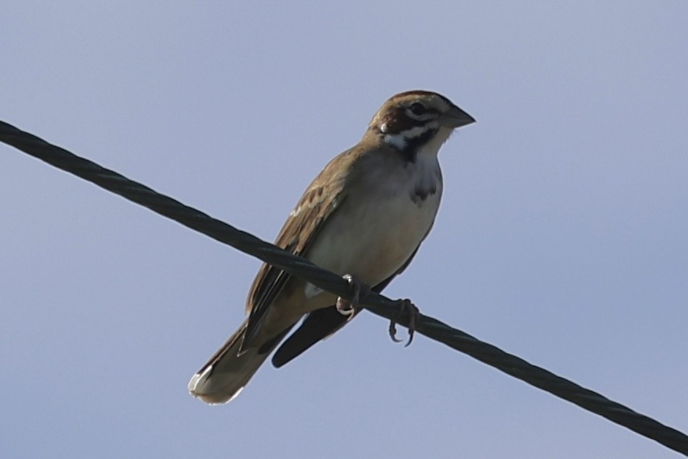 Lark Sparrow - ML643498567