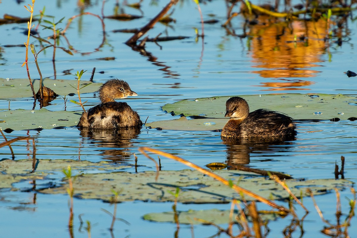 Pied-billed Grebe - ML643498593