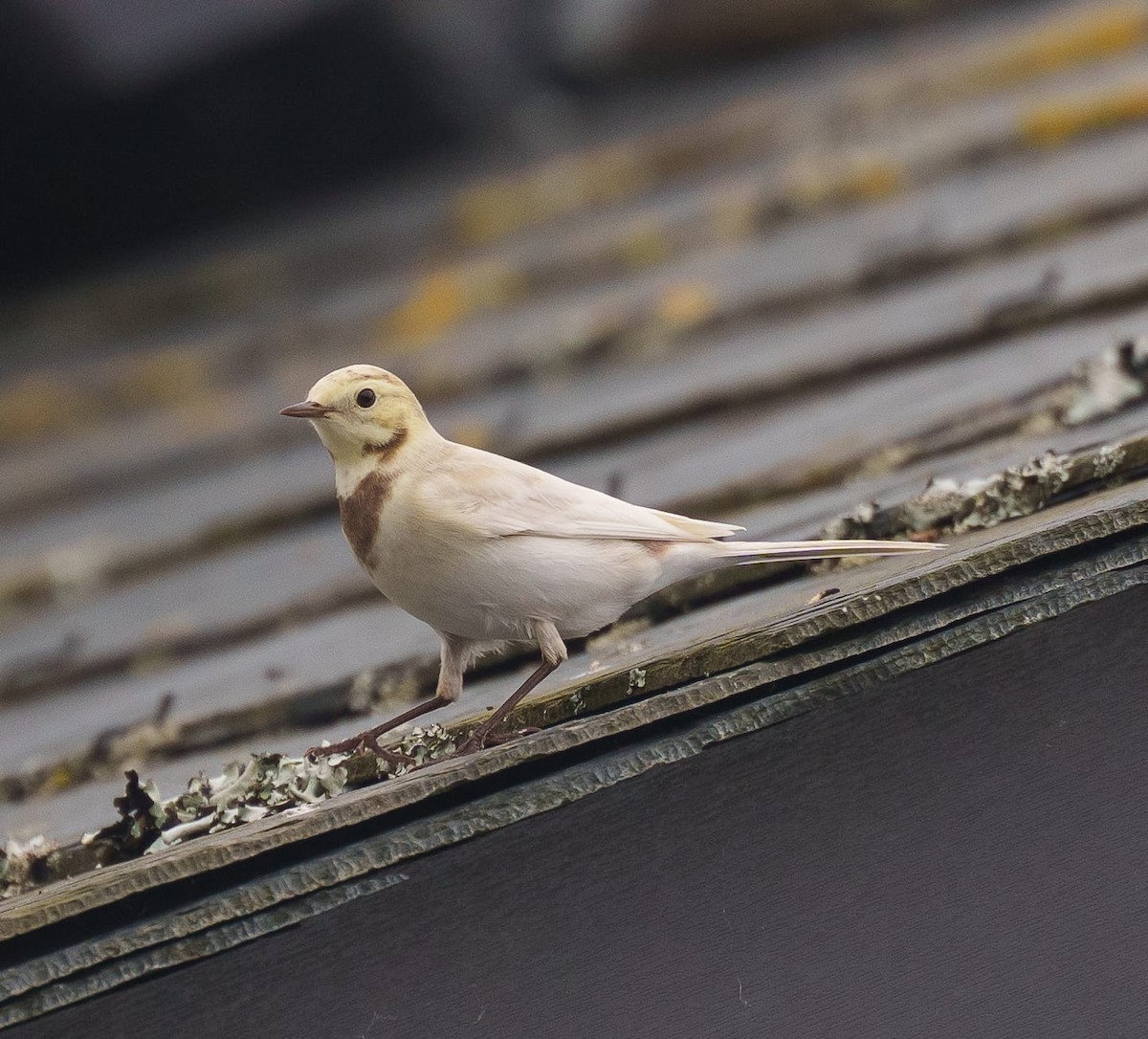 Lavandera Blanca (blanca euroasiática) - ML643498617