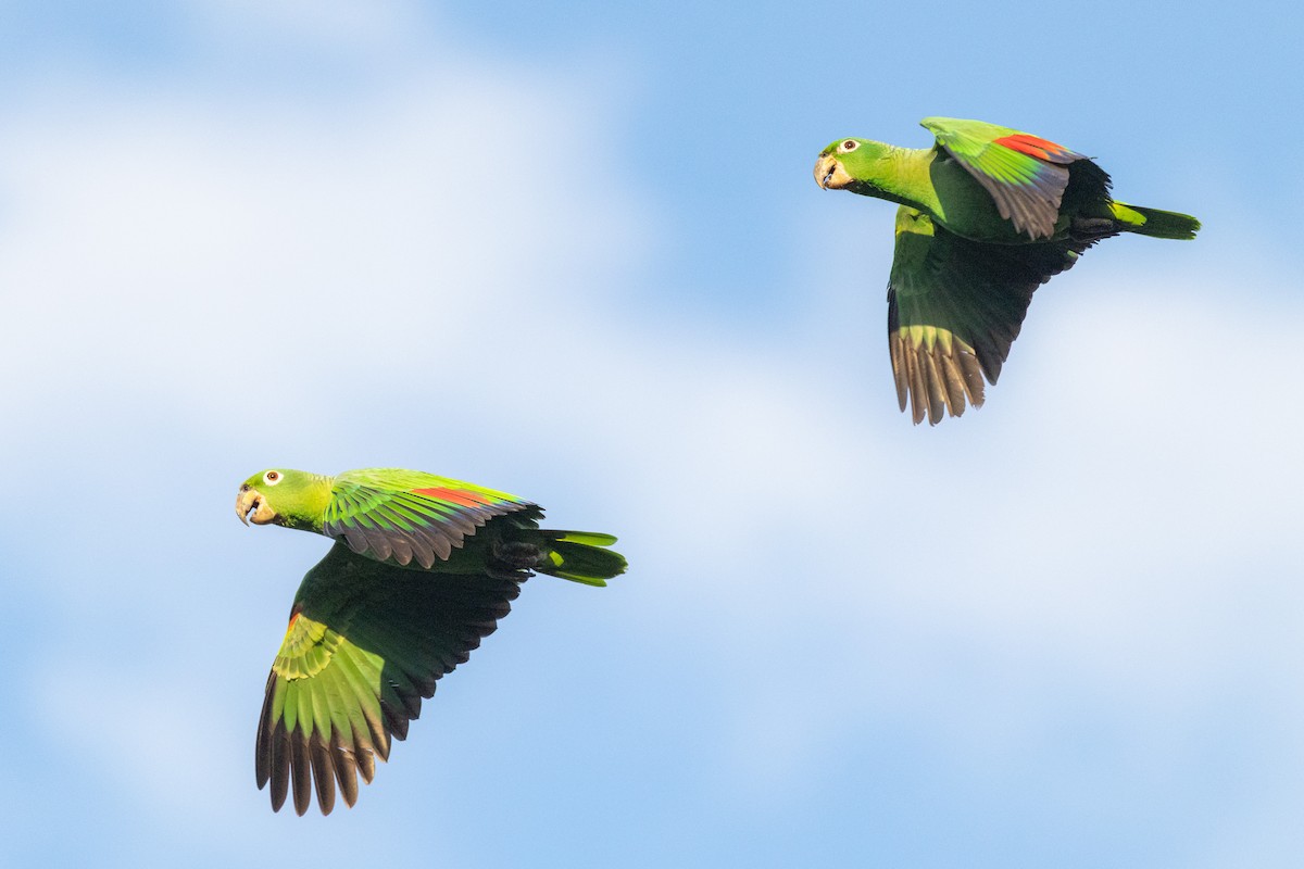 Mealy Amazon (Southern) - ML643498621