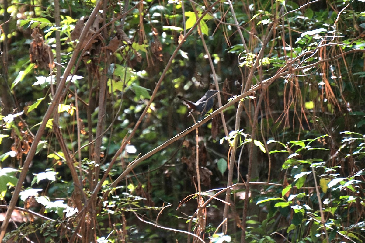 Gray Catbird - ML643498628