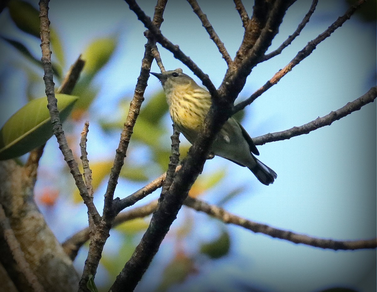 Cape May Warbler - ML643498633