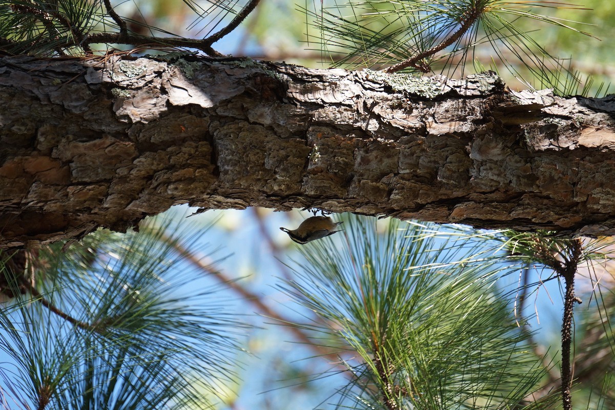 Red-breasted Nuthatch - ML643498643