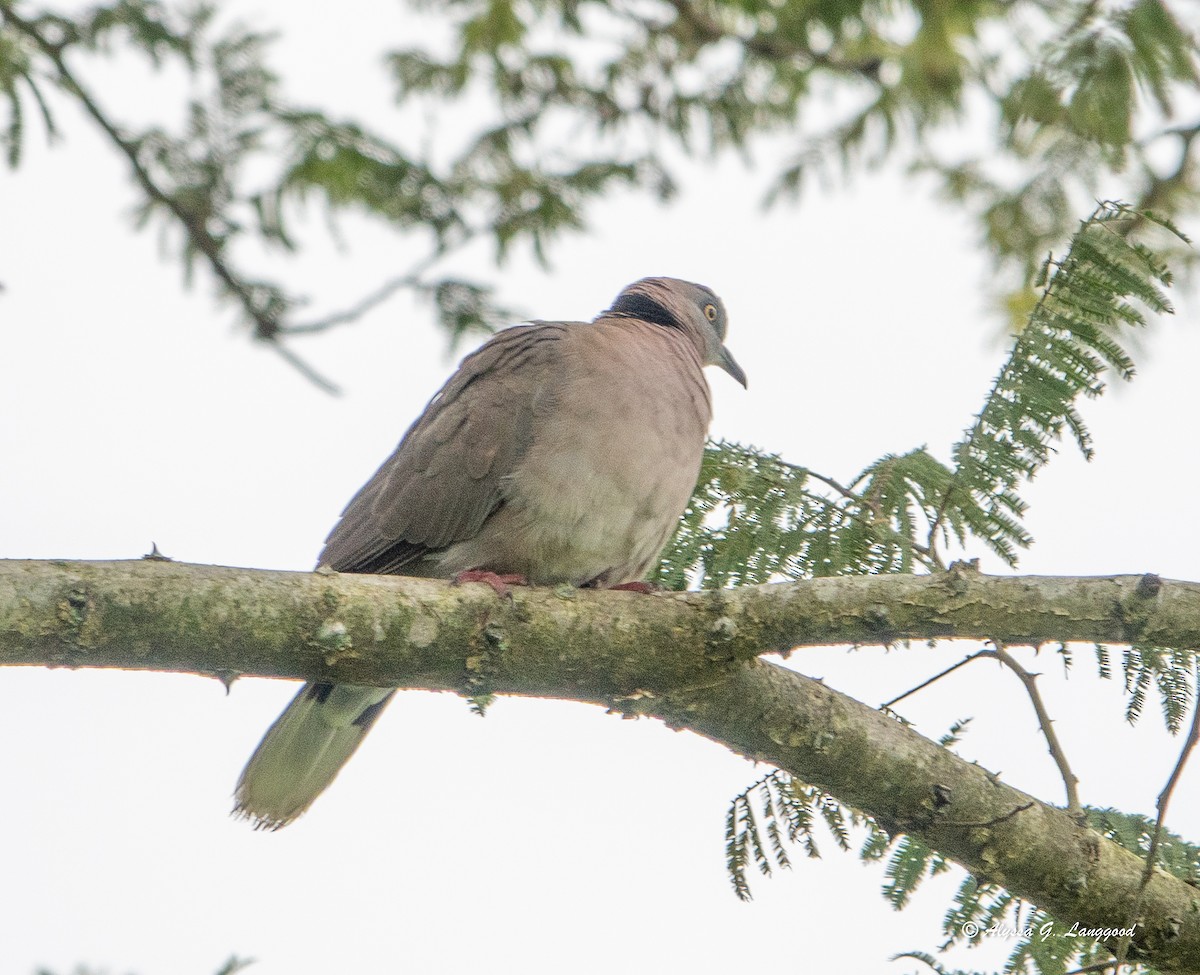 Mourning Collared-Dove - ML643498658