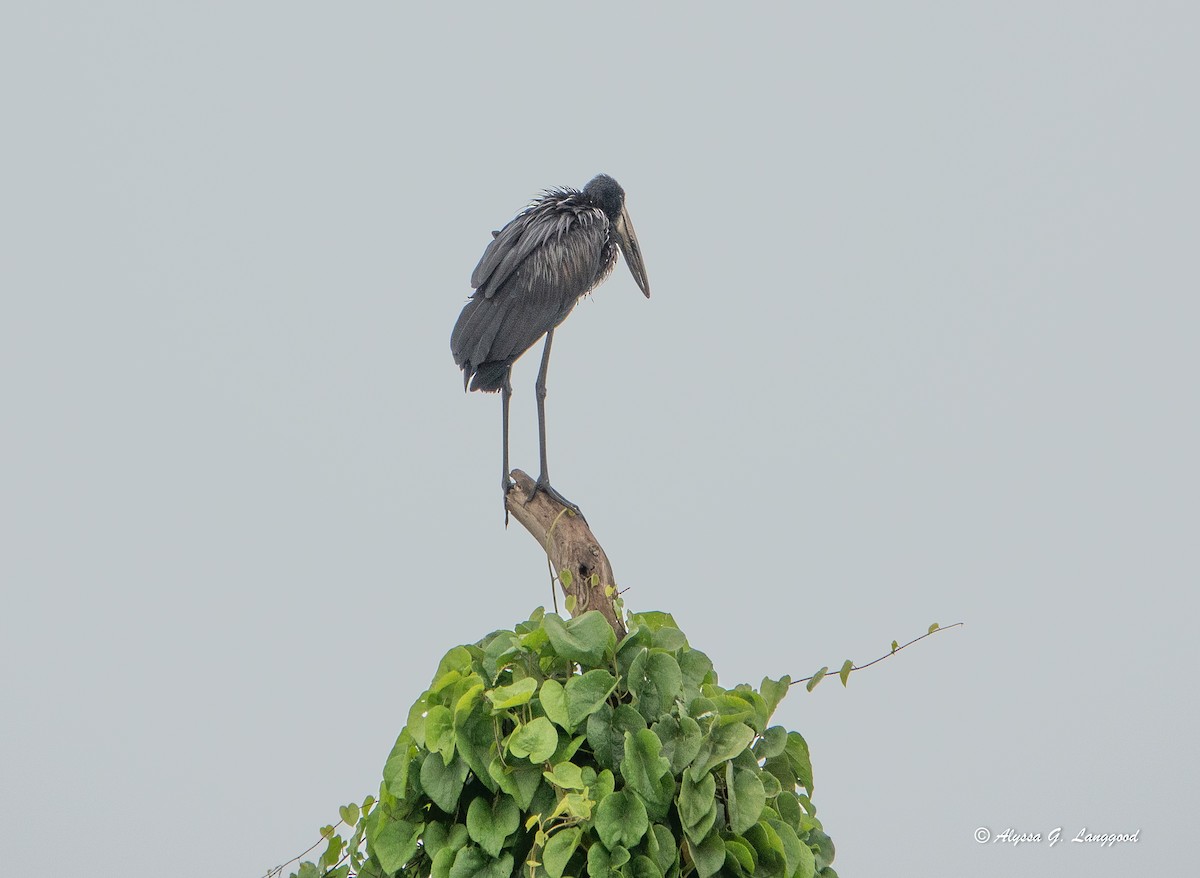 African Openbill - ML643498665