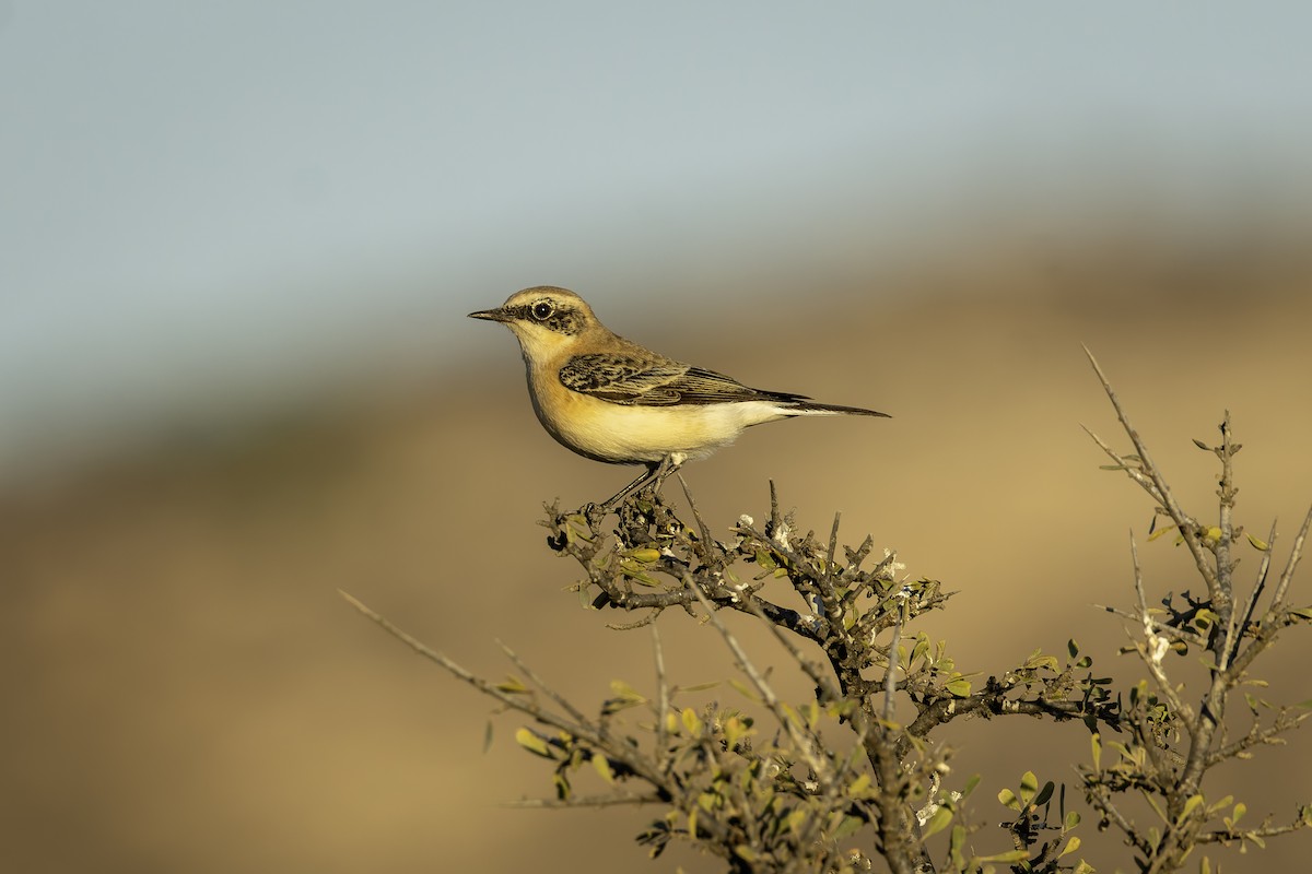 Eastern Black-eared Wheatear - ML643498667