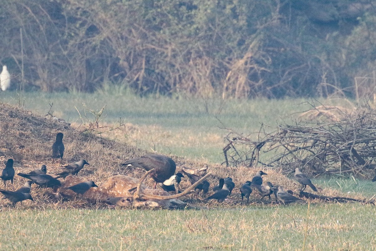 Asian Woolly-necked Stork - ML643498681