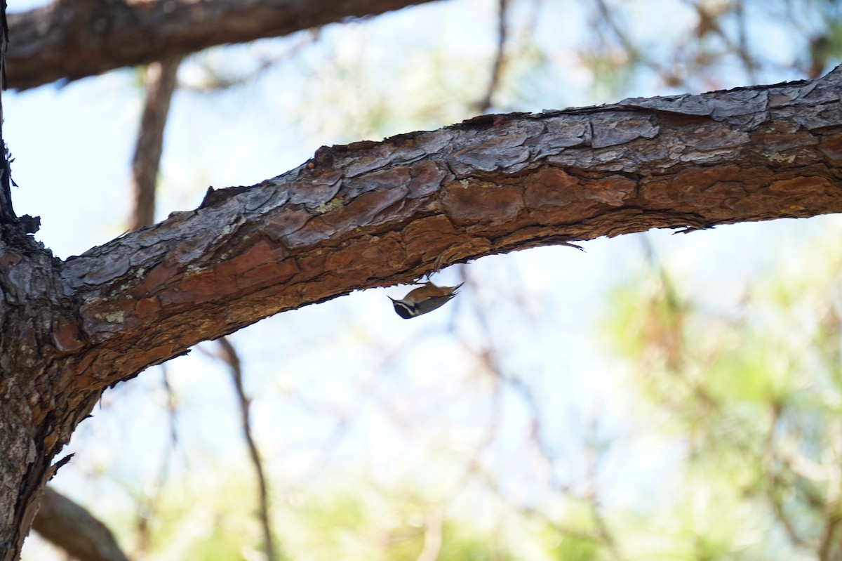 Red-breasted Nuthatch - ML643498691