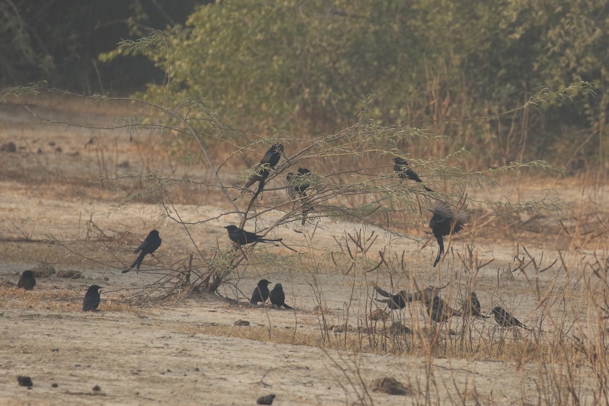 Königsdrongo - ML643498735