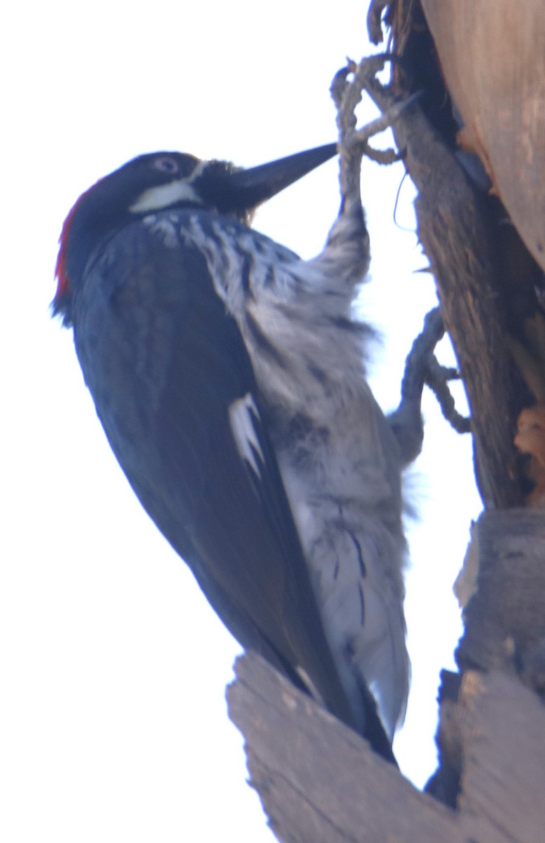 Acorn Woodpecker - ML643498751