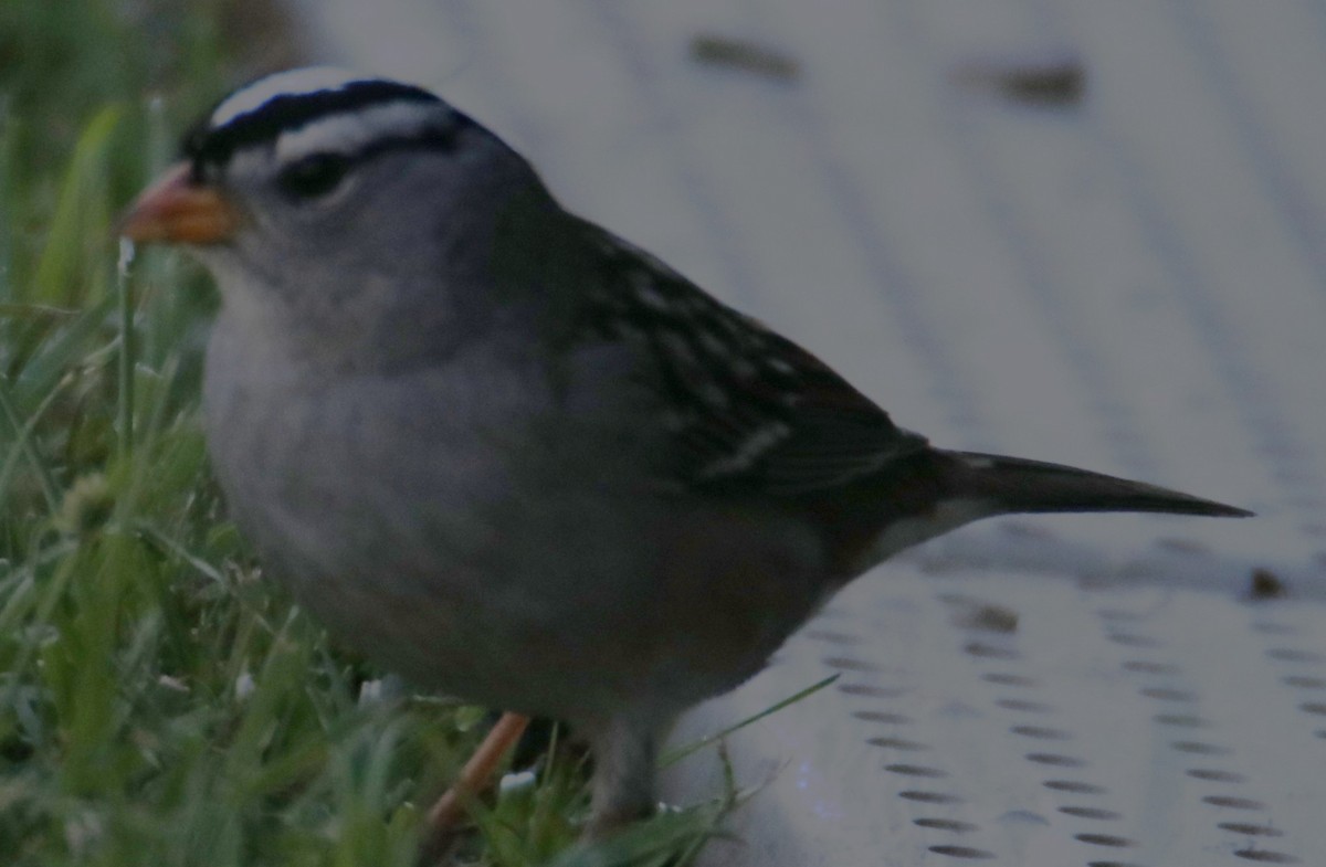 White-crowned Sparrow - ML643498752