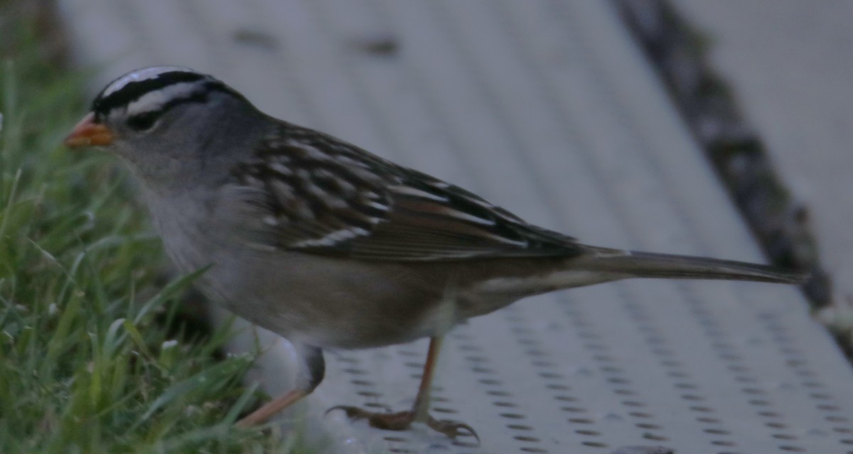 White-crowned Sparrow - ML643498753