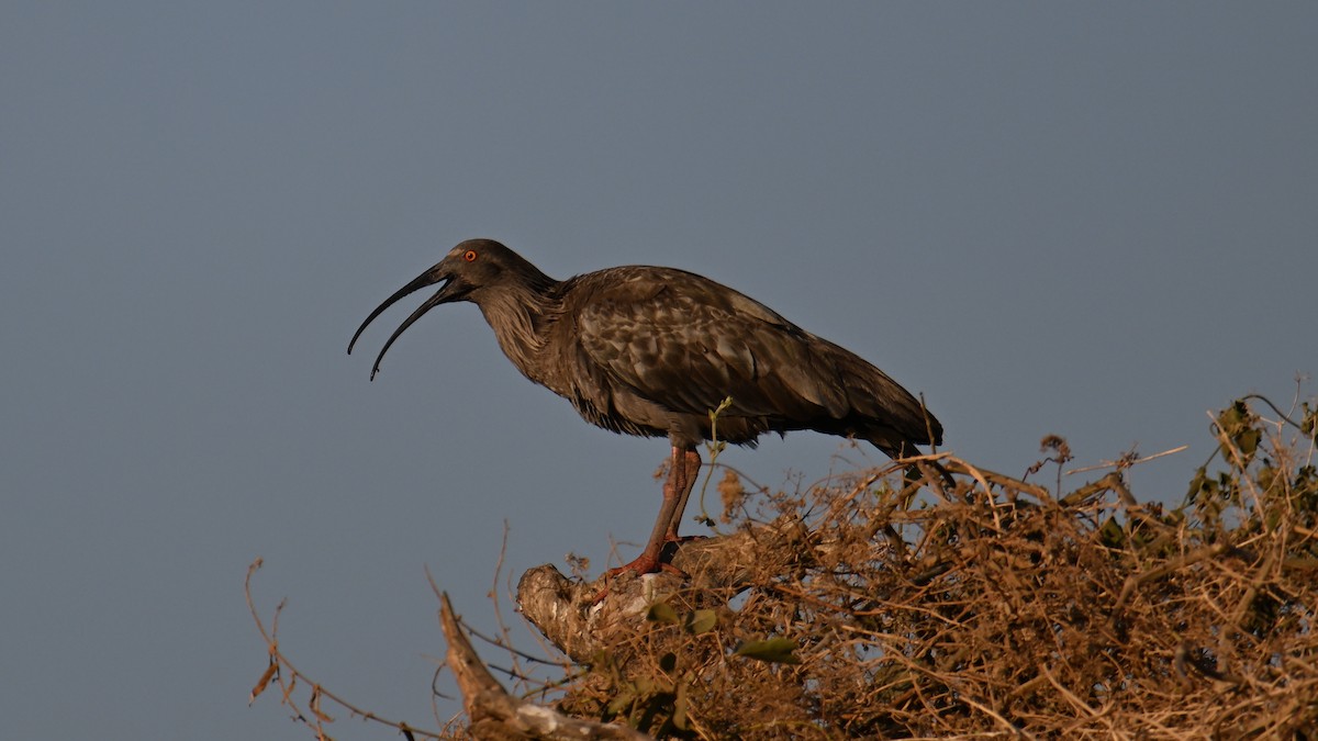 Plumbeous Ibis - ML643498768