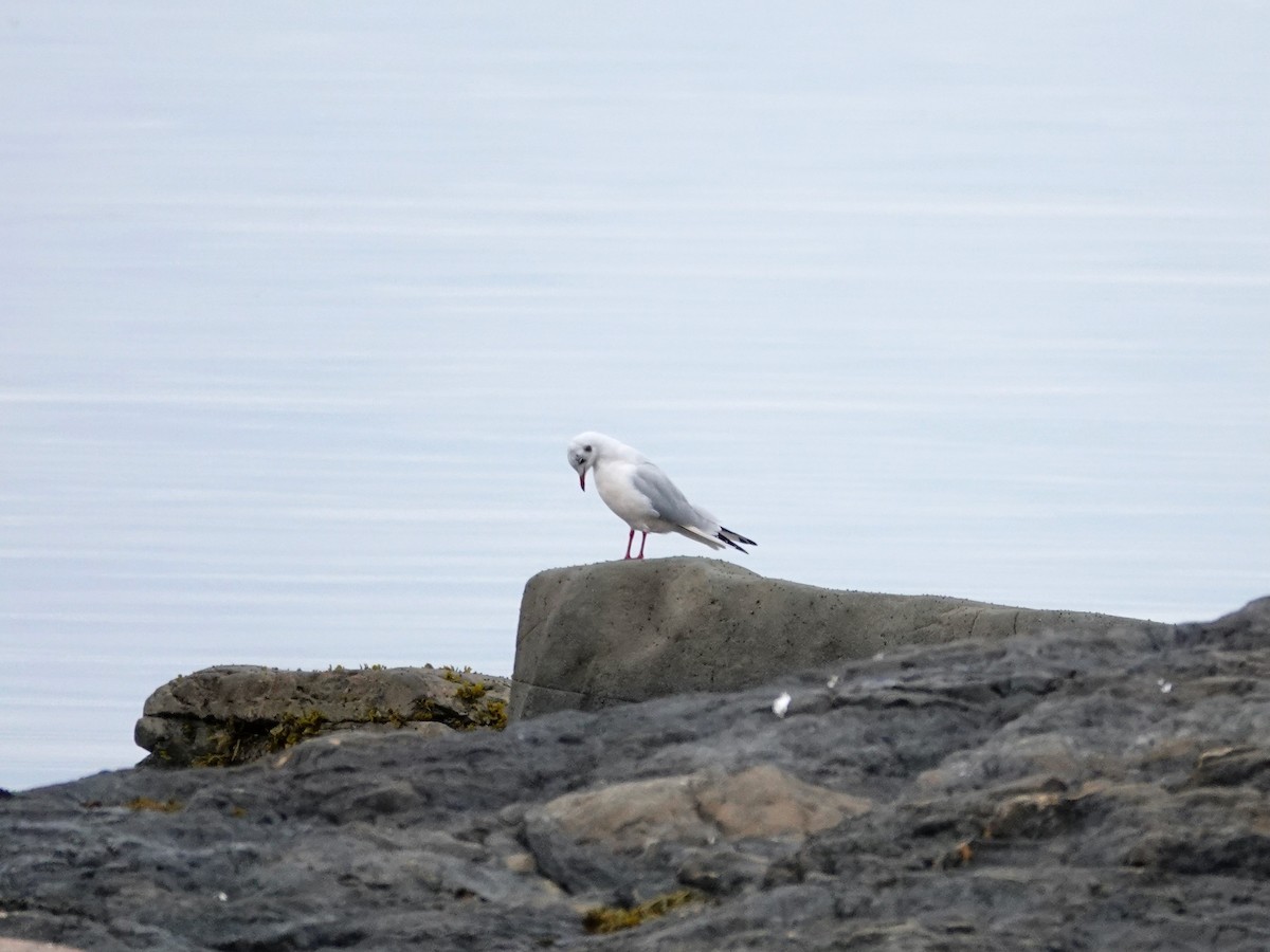 racek chechtavý - ML643498790