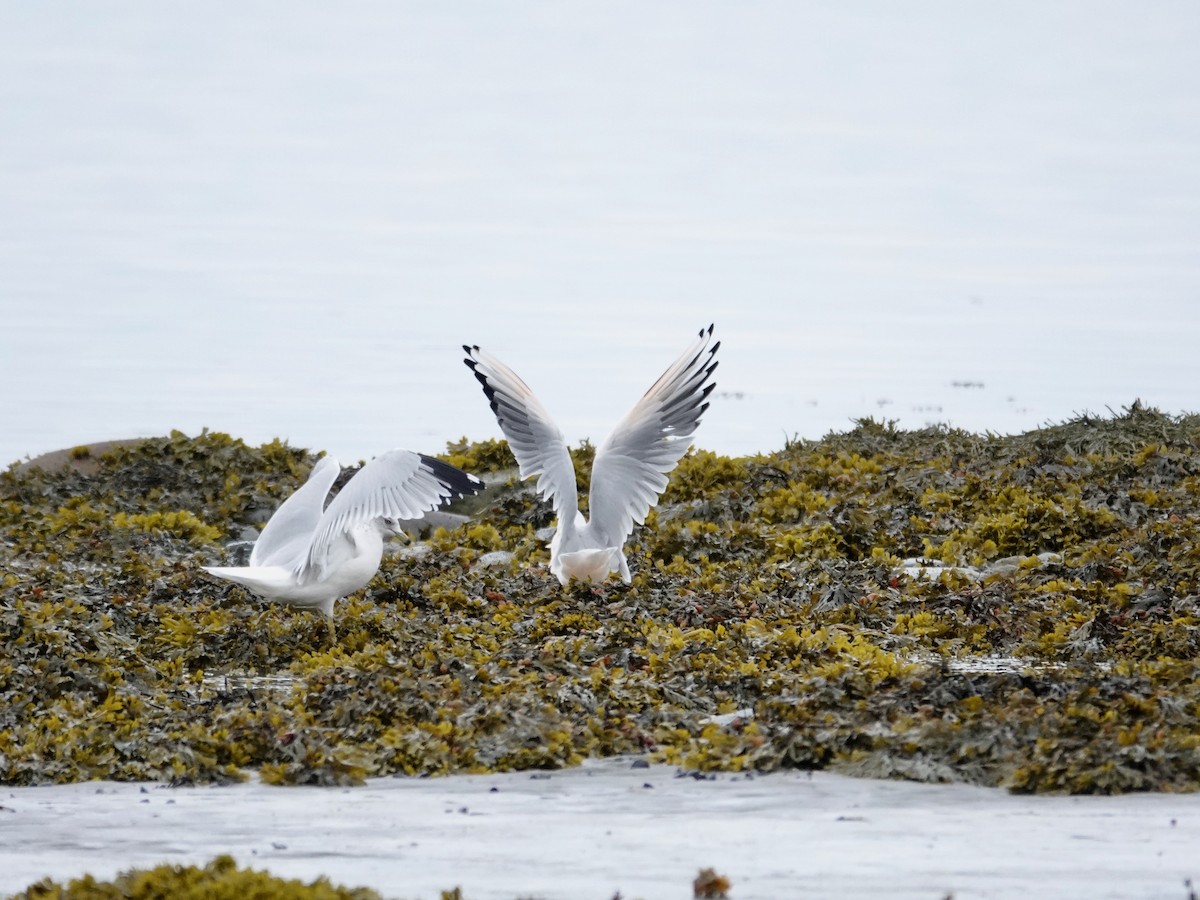 racek chechtavý - ML643498791