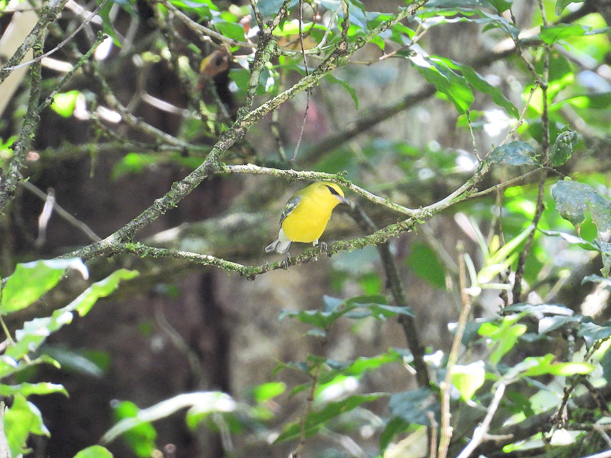 Blue-winged Warbler - ML643498792