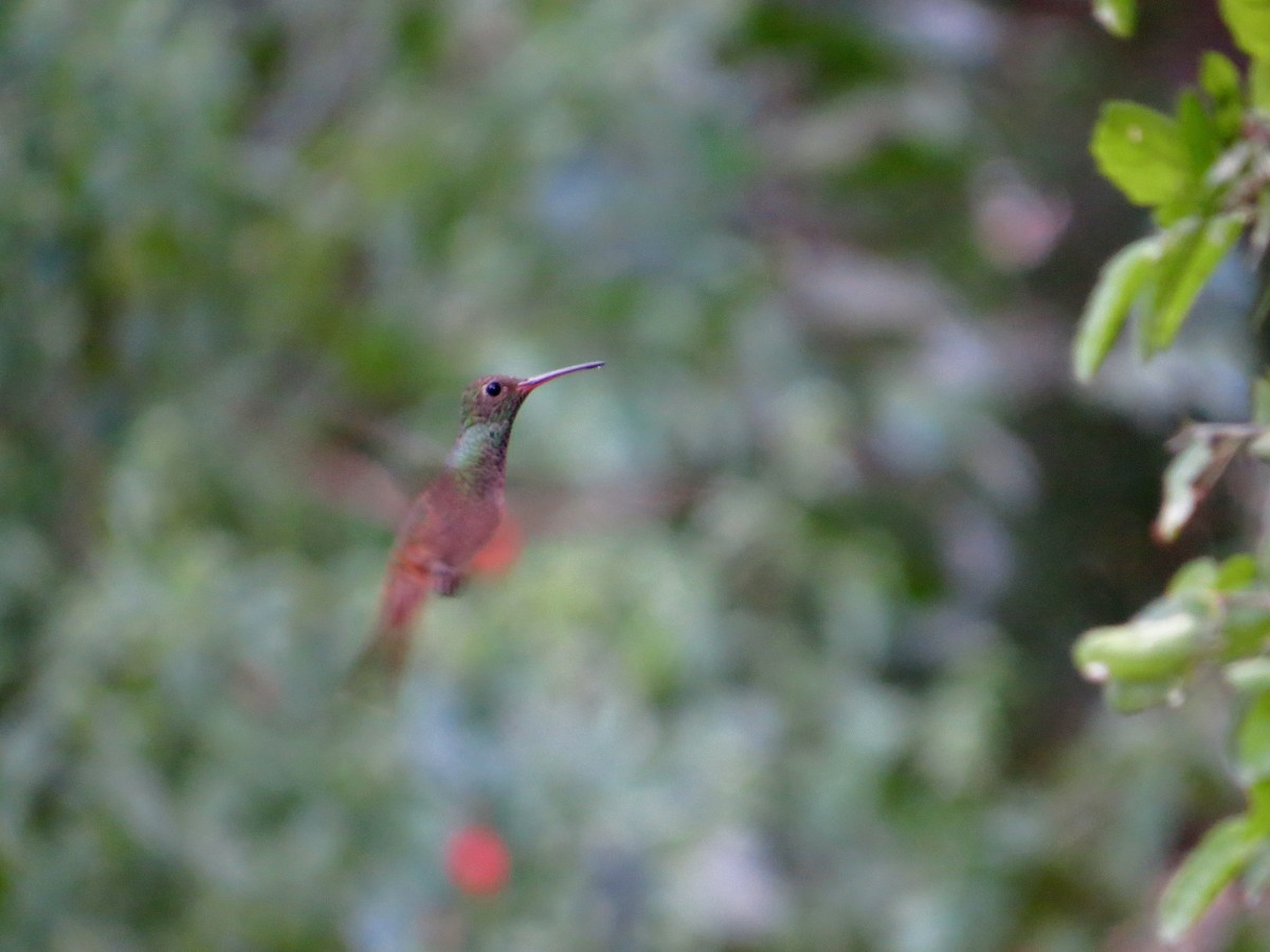 アカハシエメラルドハチドリ（cerviniventris／chalconota） - ML643498808
