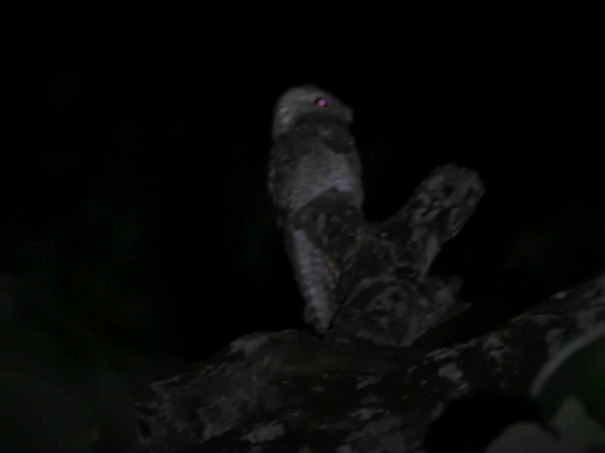 Great Potoo - ML643498816