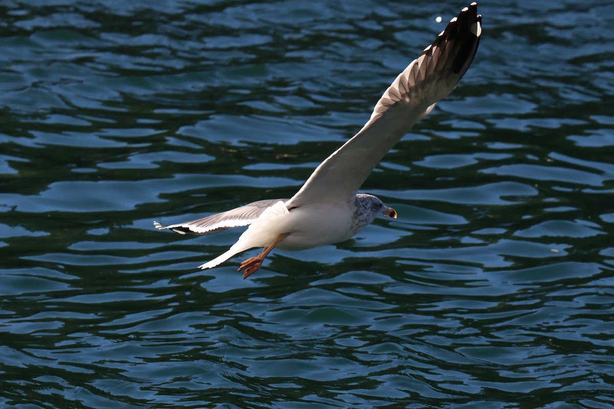 Lesser Black-backed Gull - ML643498818