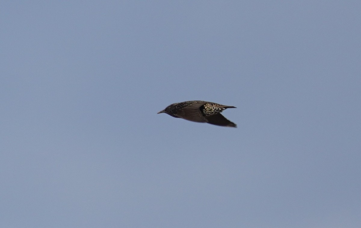 European Starling - ML643498819