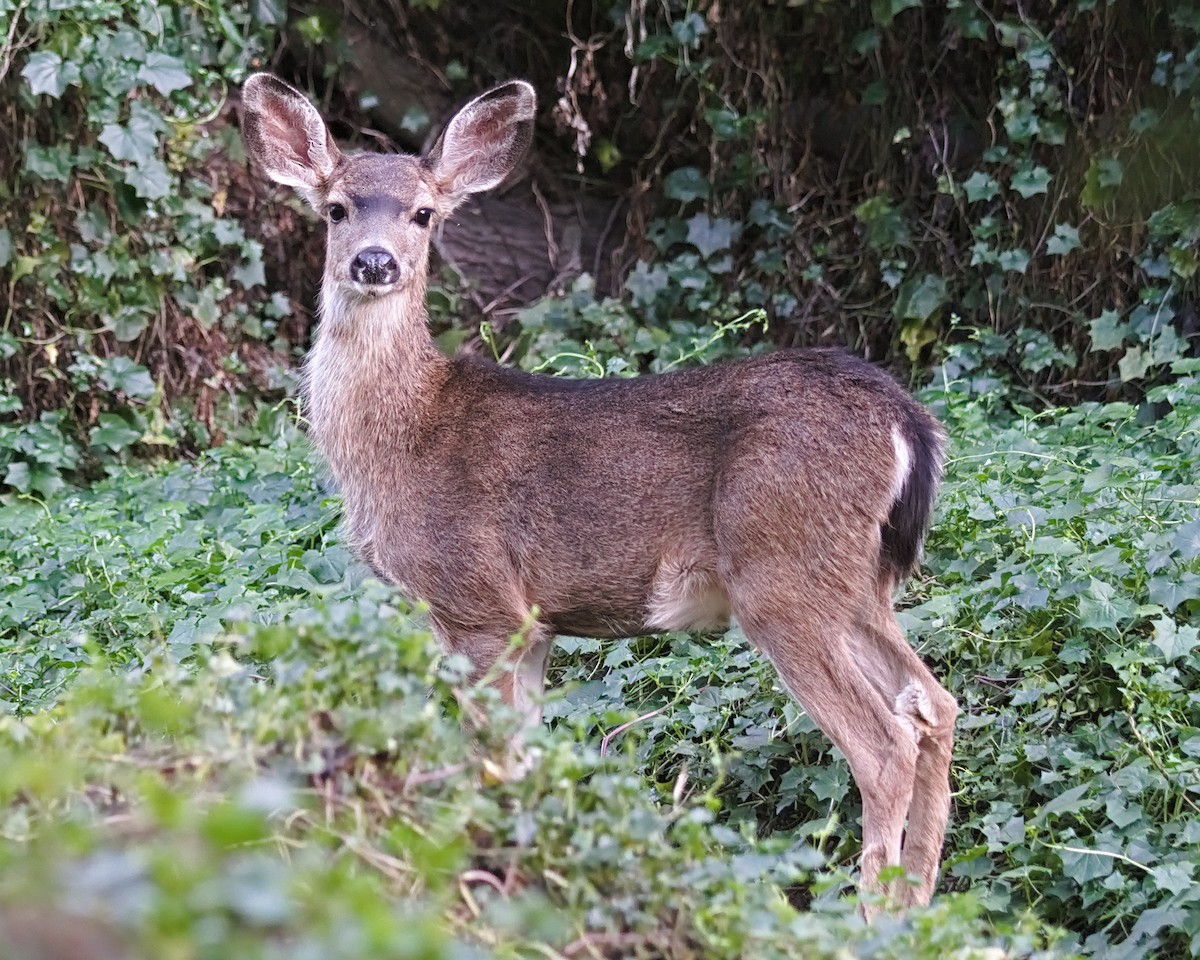 Columbian Black-tailed Deer - ML643498822
