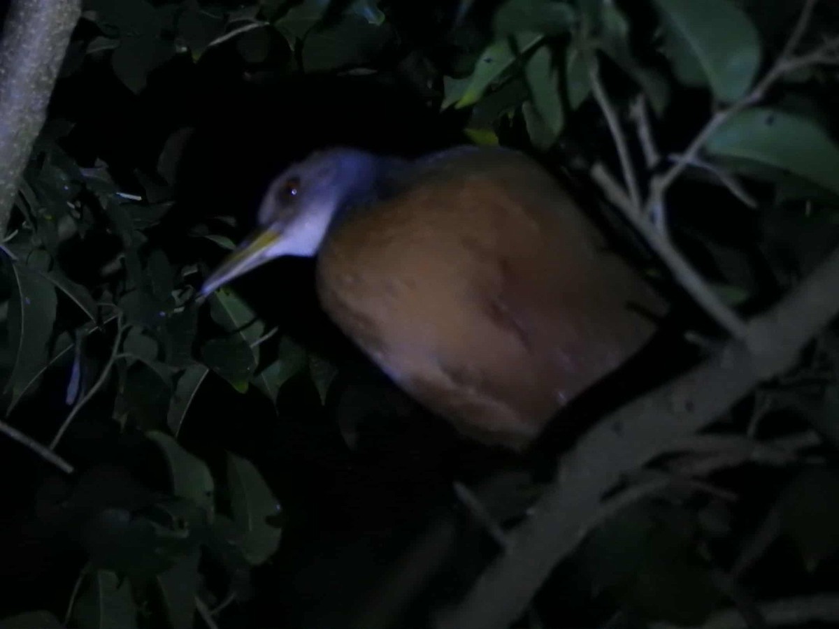 Gray-cowled Wood-Rail - ML643498823