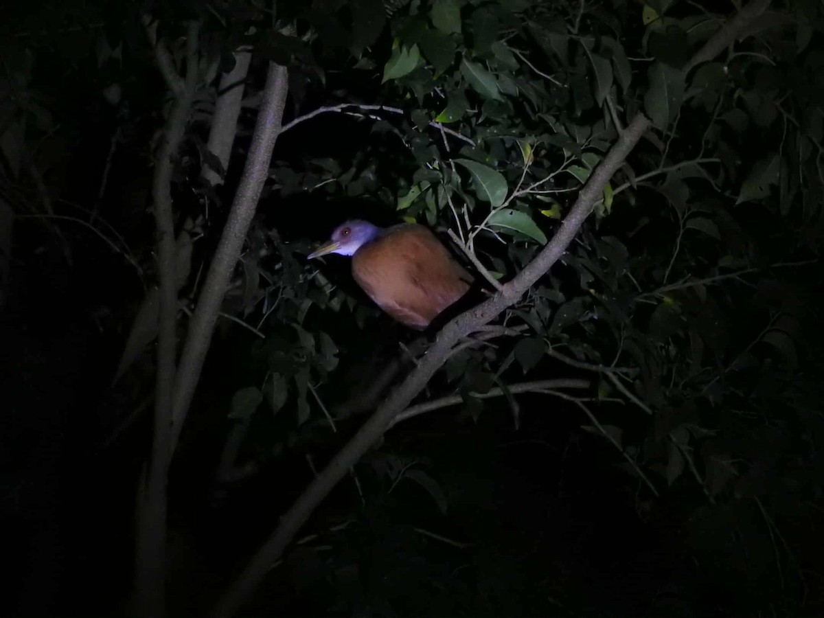 Gray-cowled Wood-Rail - ML643498825