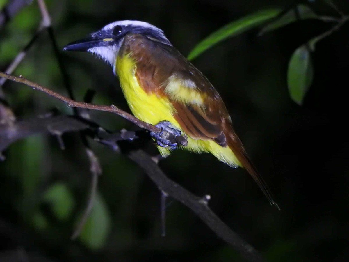 Great Kiskadee - ML643498832