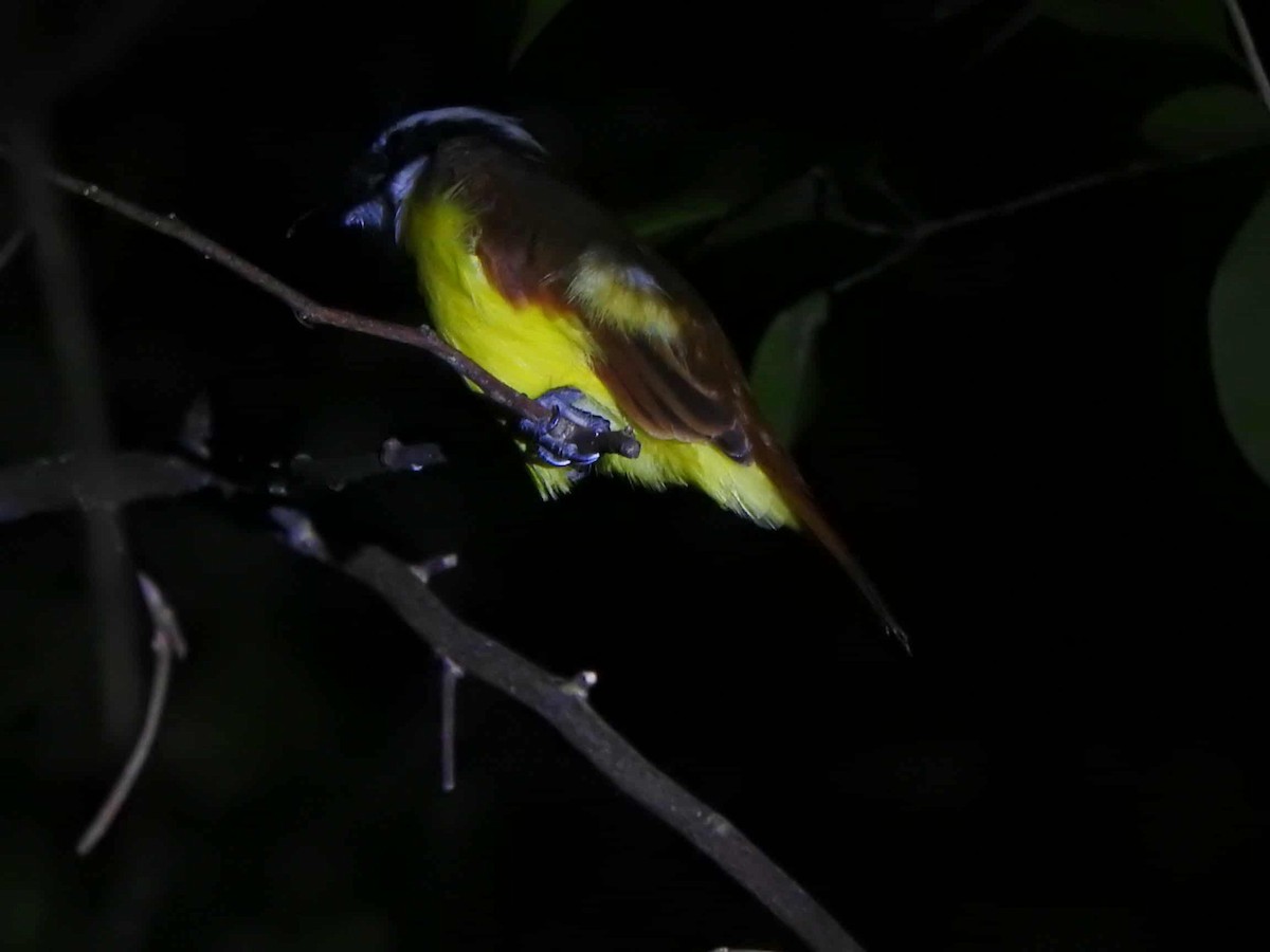 Great Kiskadee - ML643498833