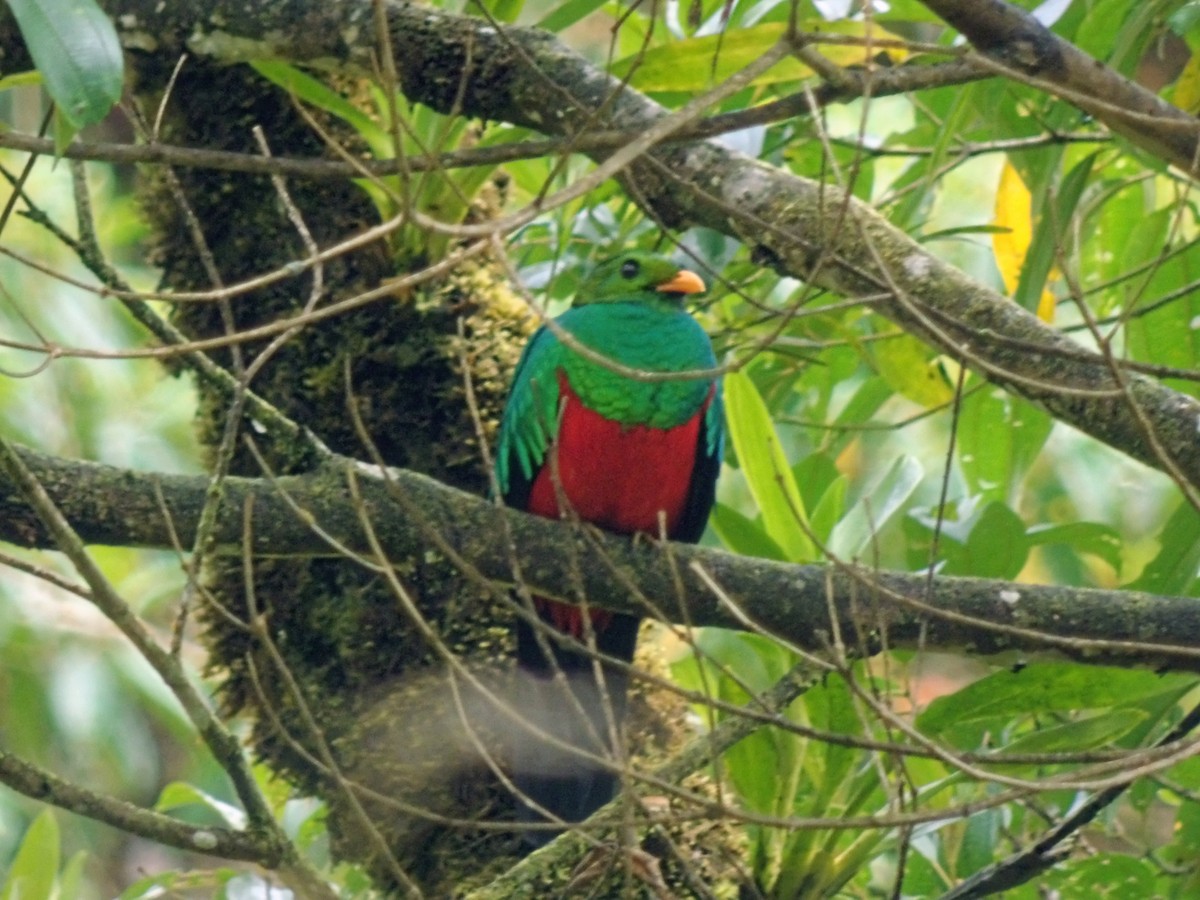 Golden-headed Quetzal - ML643498842