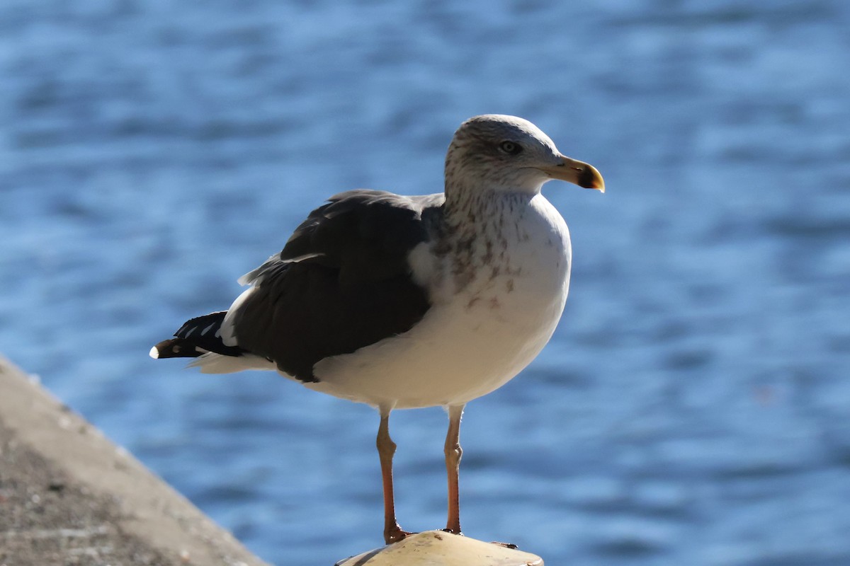 Lesser Black-backed Gull - ML643498872