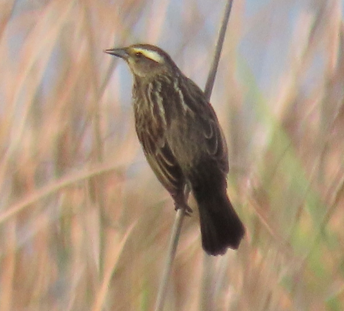 Yellow-winged Blackbird - ML643498881