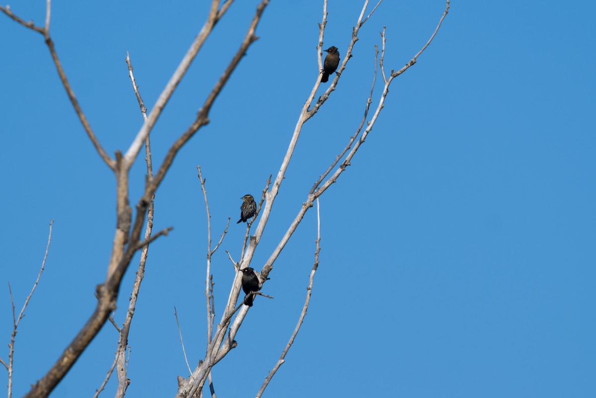 Pas Rengi Karatavuk - ML643498901