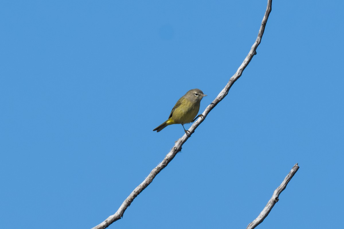 Turuncu Taçlı Ötleğen - ML643498903