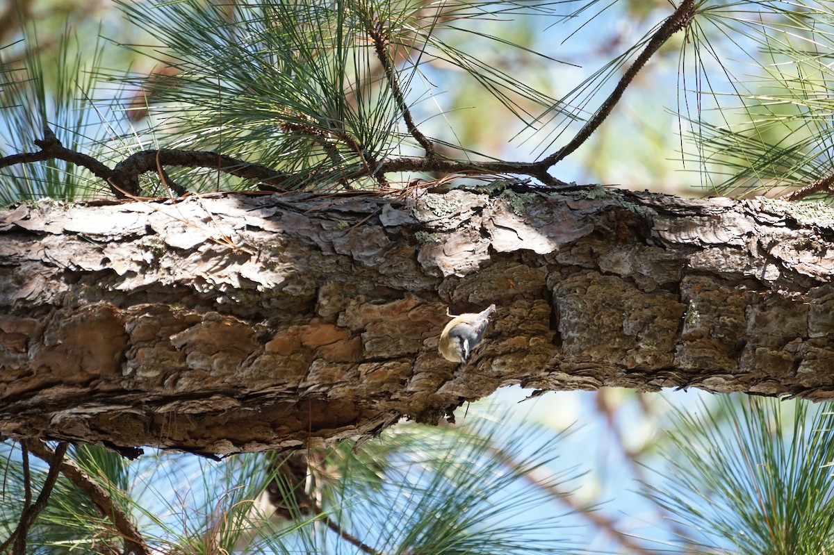 Red-breasted Nuthatch - ML643498909