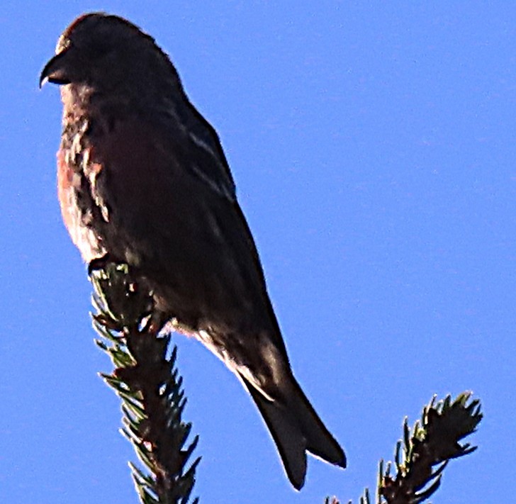 båndkorsnebb - ML643498910