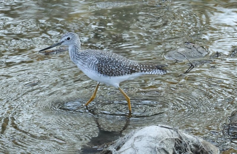 Kuliska hankahori handia - ML643498921